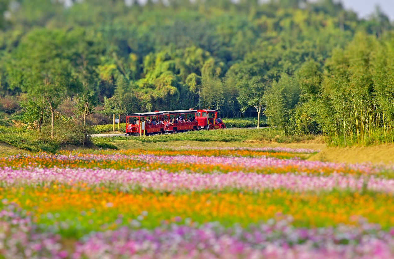 铺满红色枫叶的铁路
